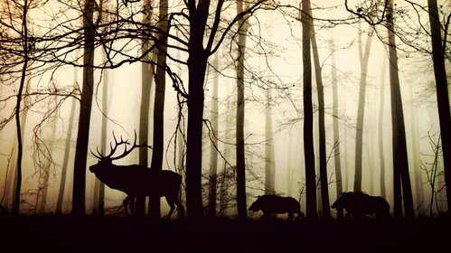 Ball-trap de la Société de Chasse - 8h